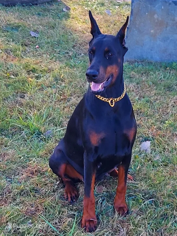 Tasha, a female Doberman Pinscher for sale in Detroit, MI – Photo 1 of 6