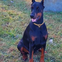 Tasha, a female Doberman Pinscher for sale in Detroit, MI – Photo 1 of 6