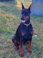 Tasha, a female Doberman Pinscher for sale in Detroit, MI – Photo 1 of 6