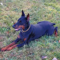 Tasha, a female Doberman Pinscher for sale in Detroit, MI – Photo 2 of 6
