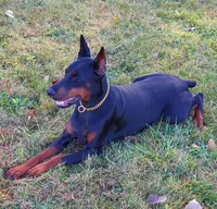 Tasha, a female Doberman Pinscher for sale in Detroit, MI – Photo 2 of 6