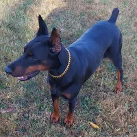 Tasha, a female Doberman Pinscher for sale in Detroit, MI – Photo 4 of 6