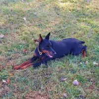 Tasha, a female Doberman Pinscher for sale in Detroit, MI – Photo 5 of 6