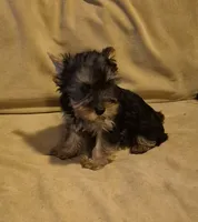  joker, a male Yorkshire Terrier for sale in Detroit, MI – 3 of 9