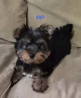 Jojo , a male Yorkshire Terrier for sale in Detroit, MI – 5 of 9