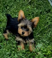 Batman, a male Yorkshire Terrier for sale in Detroit, MI – 4 of 5