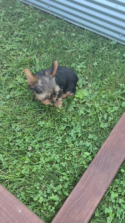 Dylan., a male Yorkshire Terrier for sale in Detroit, MI – 6 of 6