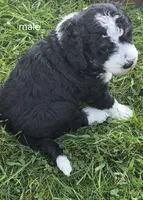 Jesse., a male Miniature Bernedoodle for sale in Detroit, MI – 5 of 9