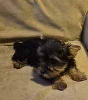  joker, a male Yorkshire Terrier for sale in Detroit, MI – 8 of 9