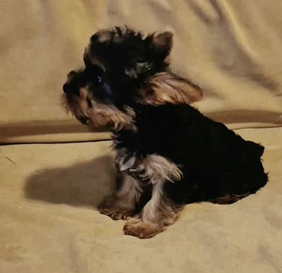 Casey., a male Yorkshire Terrier for sale in Detroit, MI – 10 of 10