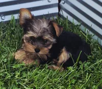 Robin , a male Yorkshire Terrier for sale in Detroit, MI – 5 of 6