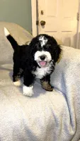  miles, a male Miniature Bernedoodle for sale in Detroit, MI – 2 of 4