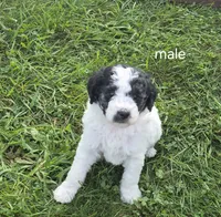 Jesse., a male Miniature Bernedoodle for sale in Detroit, MI – 7 of 9