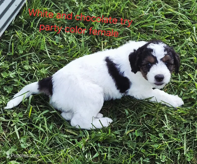 Good Golly, Ms. Molly. – Miniature Bernedoodle puppy for sale in Detroit, MI