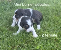 Pepper, a female Bernedoodle for sale in Detroit, MI – 3 of 10