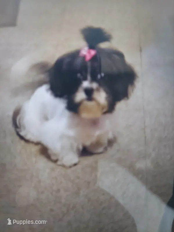 Molly – Shihpoo puppy for sale in Detroit, MI