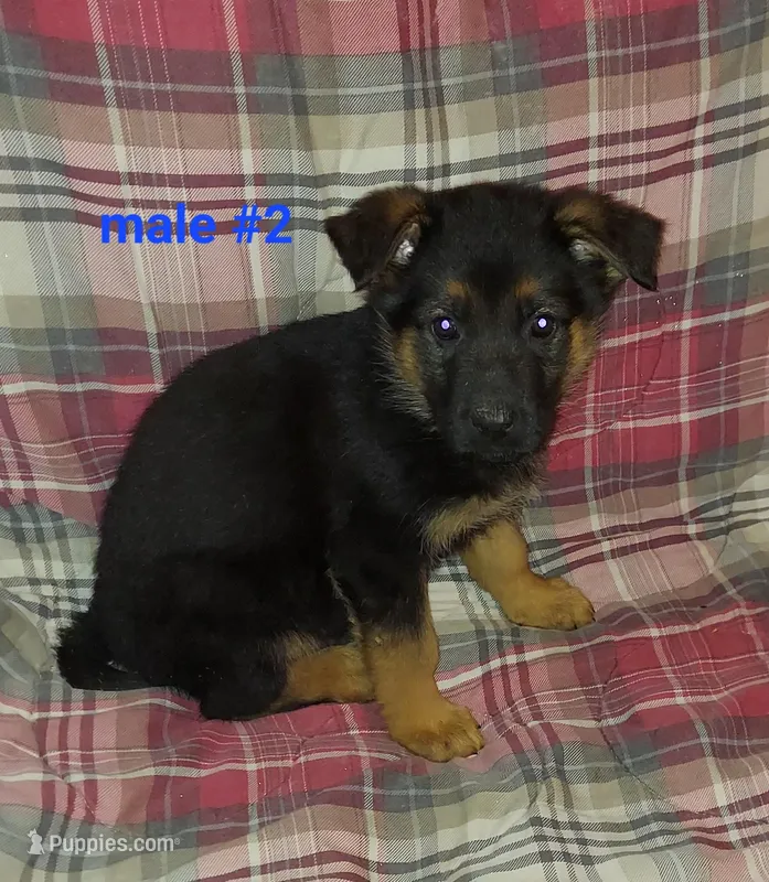 Apollo – German Shepherd Dog puppy for sale in Detroit, MI
