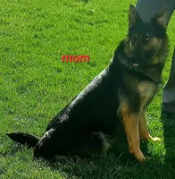 Apollo, a male German Shepherd Dog for sale in Detroit, MI – Photo 6 of 7