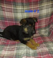 Apollo, a male German Shepherd Dog for sale in Detroit, MI – Photo 4 of 7