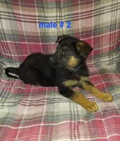 Apollo, a male German Shepherd Dog for sale in Detroit, MI – Photo 3 of 7