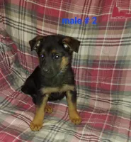 Apollo, a male German Shepherd Dog for sale in Detroit, MI – Photo 2 of 7