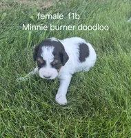 Pepper, a female Bernedoodle for sale in Detroit, MI – 9 of 10
