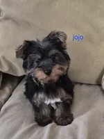 Jojo , a male Yorkshire Terrier for sale in Detroit, MI – 4 of 9