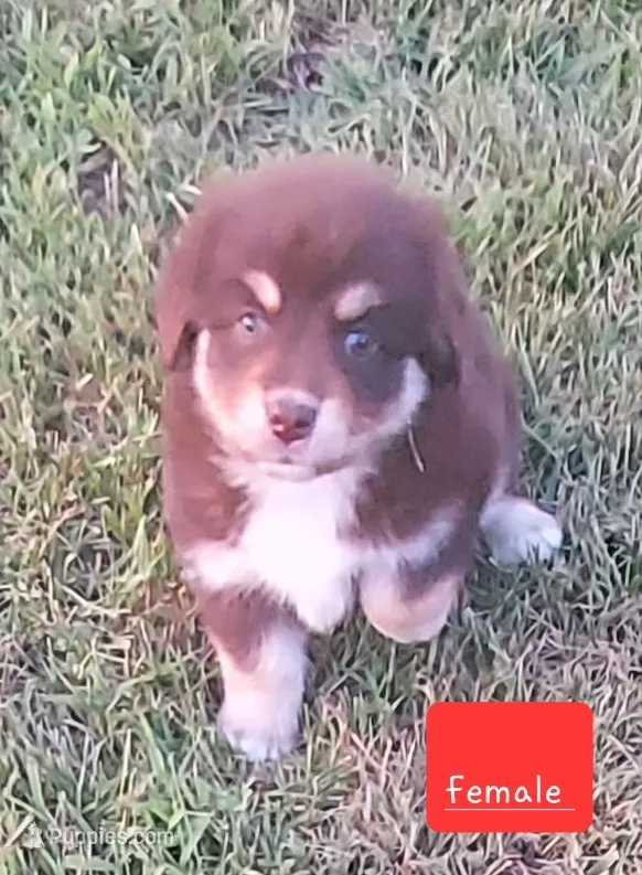 sugar – Miniature Australian Shepherd puppy for sale in Detroit, MI