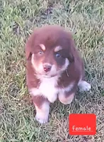 sugar, a female Miniature Australian Shepherd for sale in Detroit, MI – 1 of 2