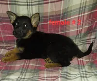Samantha., a female German Shepherd Dog for sale in Detroit, MI – Photo 6 of 7