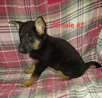 Samantha., a female German Shepherd Dog for sale in Detroit, MI – Photo 7 of 7
