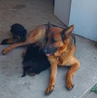 Samantha., a female German Shepherd Dog for sale in Detroit, MI – Photo 4 of 4