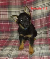 Samantha., a female German Shepherd Dog for sale in Detroit, MI – Photo 4 of 7