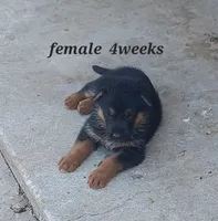 Samantha., a female German Shepherd Dog for sale in Detroit, MI – Photo 2 of 4