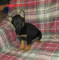 Samantha., a female German Shepherd Dog for sale in Detroit, MI – Photo 2 of 7