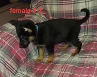 Samantha., a female German Shepherd Dog for sale in Detroit, MI – Photo 5 of 7