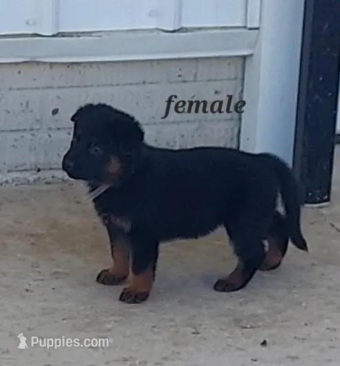 Samantha. – German Shepherd Dog puppy for sale in Detroit, MI