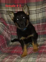 Samantha., a female German Shepherd Dog for sale in Detroit, MI – Photo 1 of 7