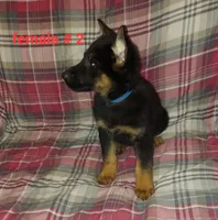 Samantha., a female German Shepherd Dog for sale in Detroit, MI – Photo 3 of 7