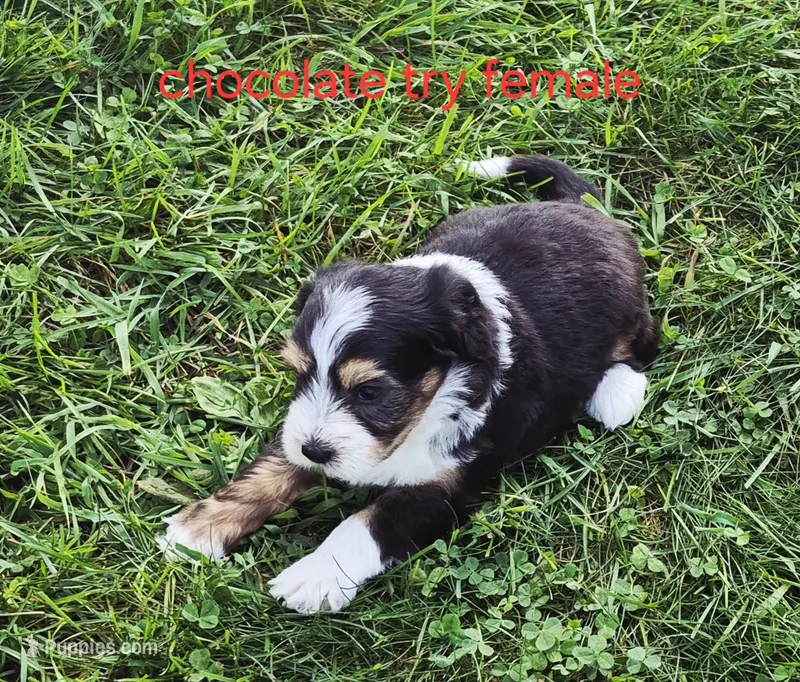 Pepper – Bernedoodle puppy for sale in Detroit, MI