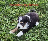 Rose and Sophia., a female Bernedoodle for sale in Detroit, MI – 1 of 10