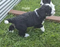 Jesse., a male Miniature Bernedoodle for sale in Detroit, MI – 4 of 9