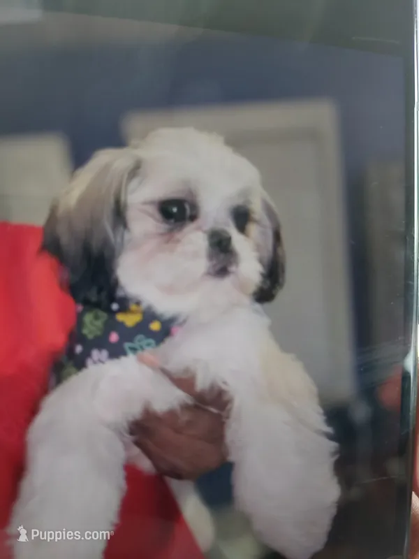 Maisie Rae – Shih Tzu puppy for sale in Detroit, MI
