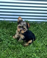 Robin , a male Yorkshire Terrier for sale in Detroit, MI – 3 of 6