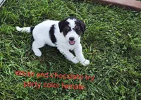 Rose and Sophia., a female Bernedoodle for sale in Detroit, MI – 7 of 10