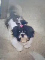 Molly, a female Shihpoo for sale in Detroit, MI – 3 of 3