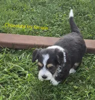 Rose and Sophia., a female Bernedoodle for sale in Detroit, MI – 3 of 10