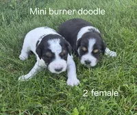 Pepper, a female Bernedoodle for sale in Detroit, MI – 2 of 10