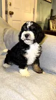  miles, a male Miniature Bernedoodle for sale in Detroit, MI – 3 of 4