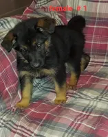 Casey, a female German Shepherd Dog for sale in Detroit, MI – Photo 2 of 9